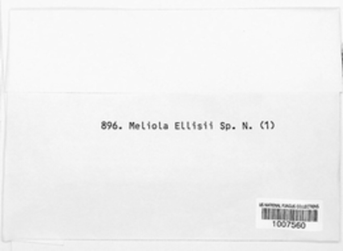 Meliola ellisii image